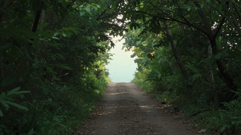 dirt path through lush green forest canopy