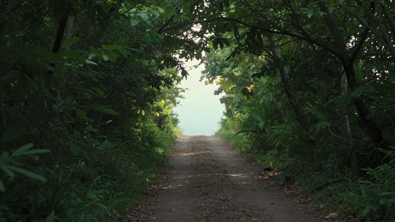 dirt path through lush green forest canopy